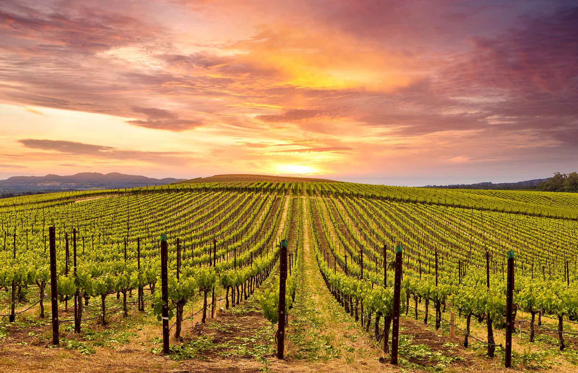 Napa Valley vineyard (Image: Michael Warwick/Shutterstock)