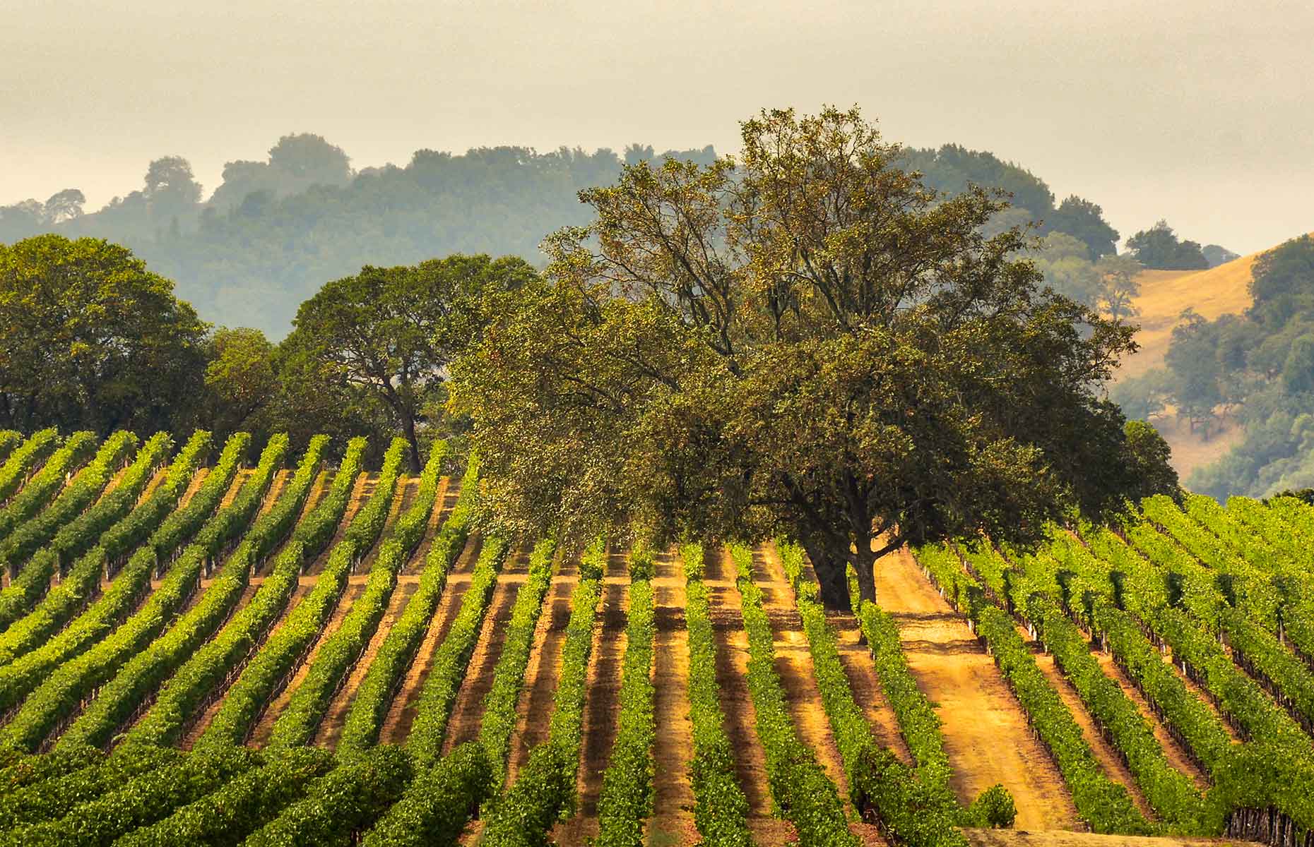 Vineyard in Sonoma County (Image: Gary Saxe/Shutterstock)