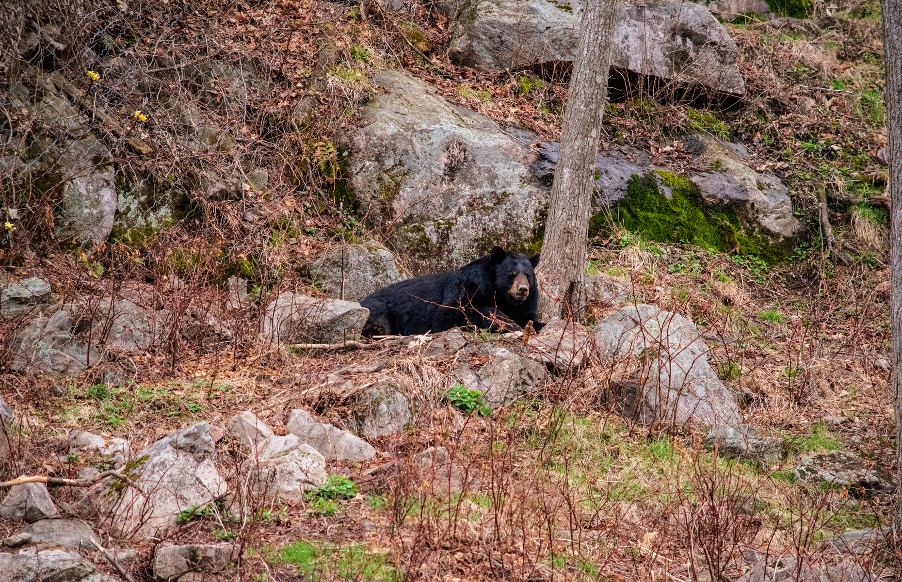 Black bear (Image: Coco-rentin/Shutterstock)