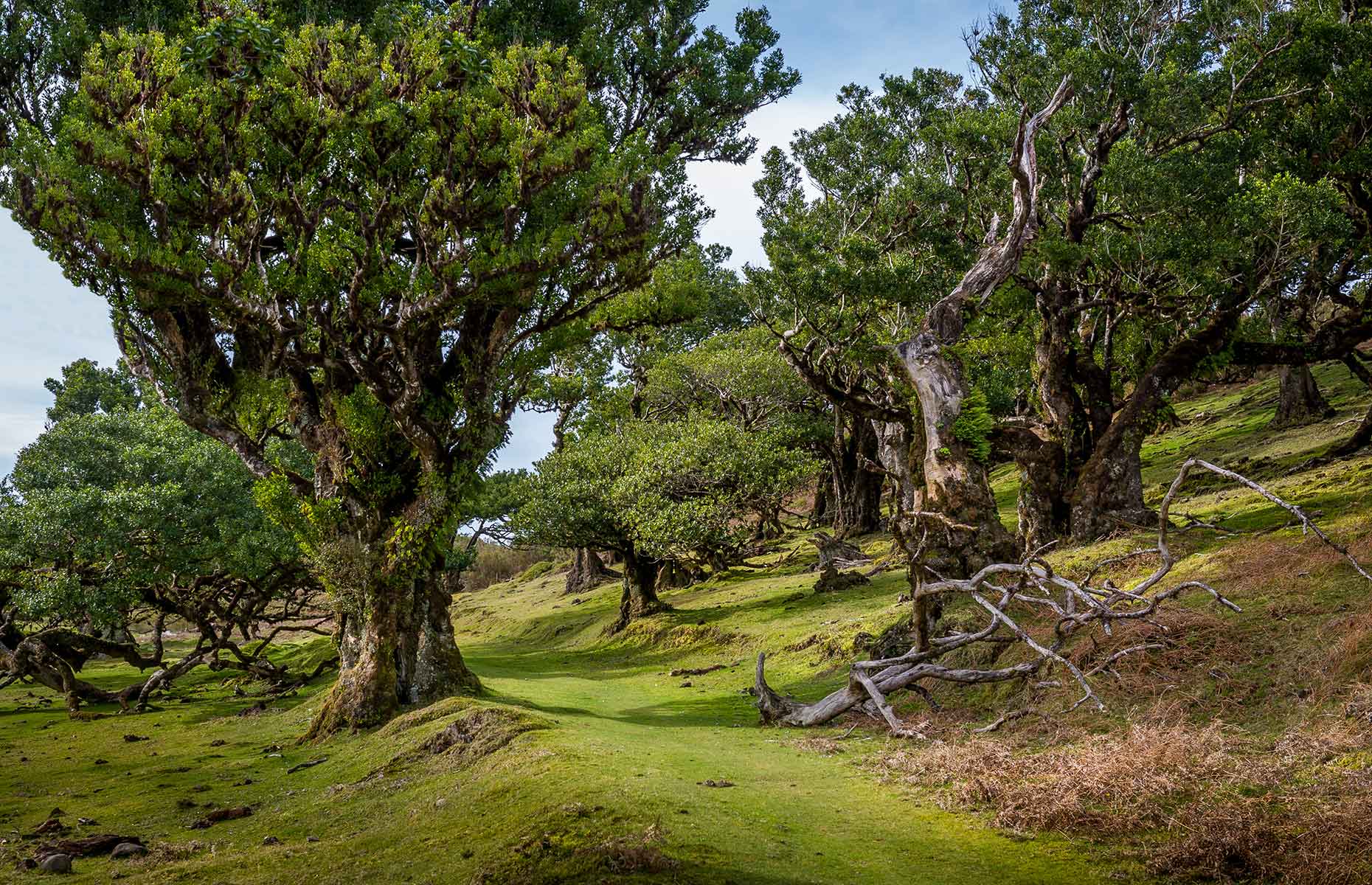 Fanal forest, Madeira (Image: Nikiforov Alexander/Shutterstock)