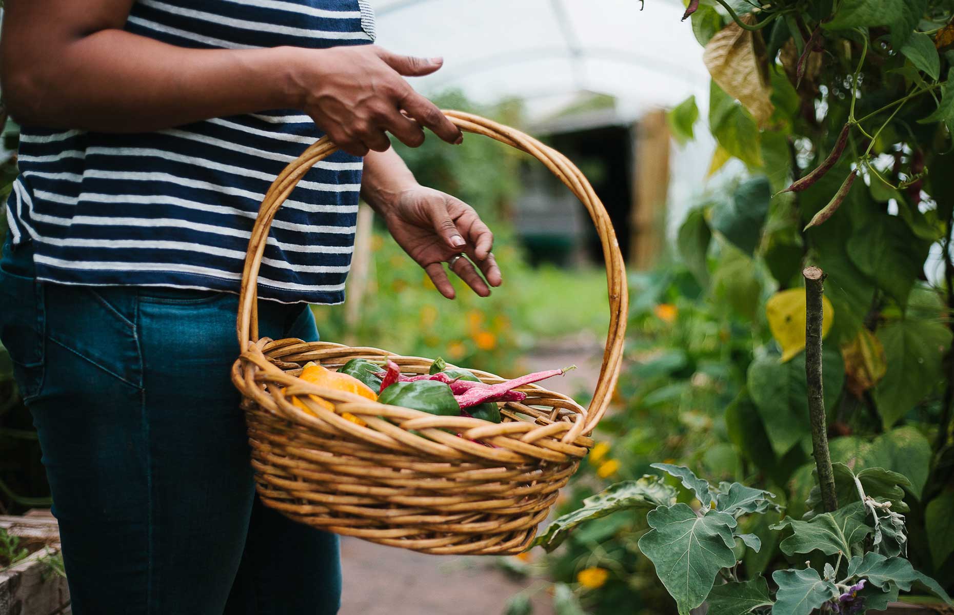 Harvesting at Drovers Rest (Image: Courtesy of Drovers Rest)