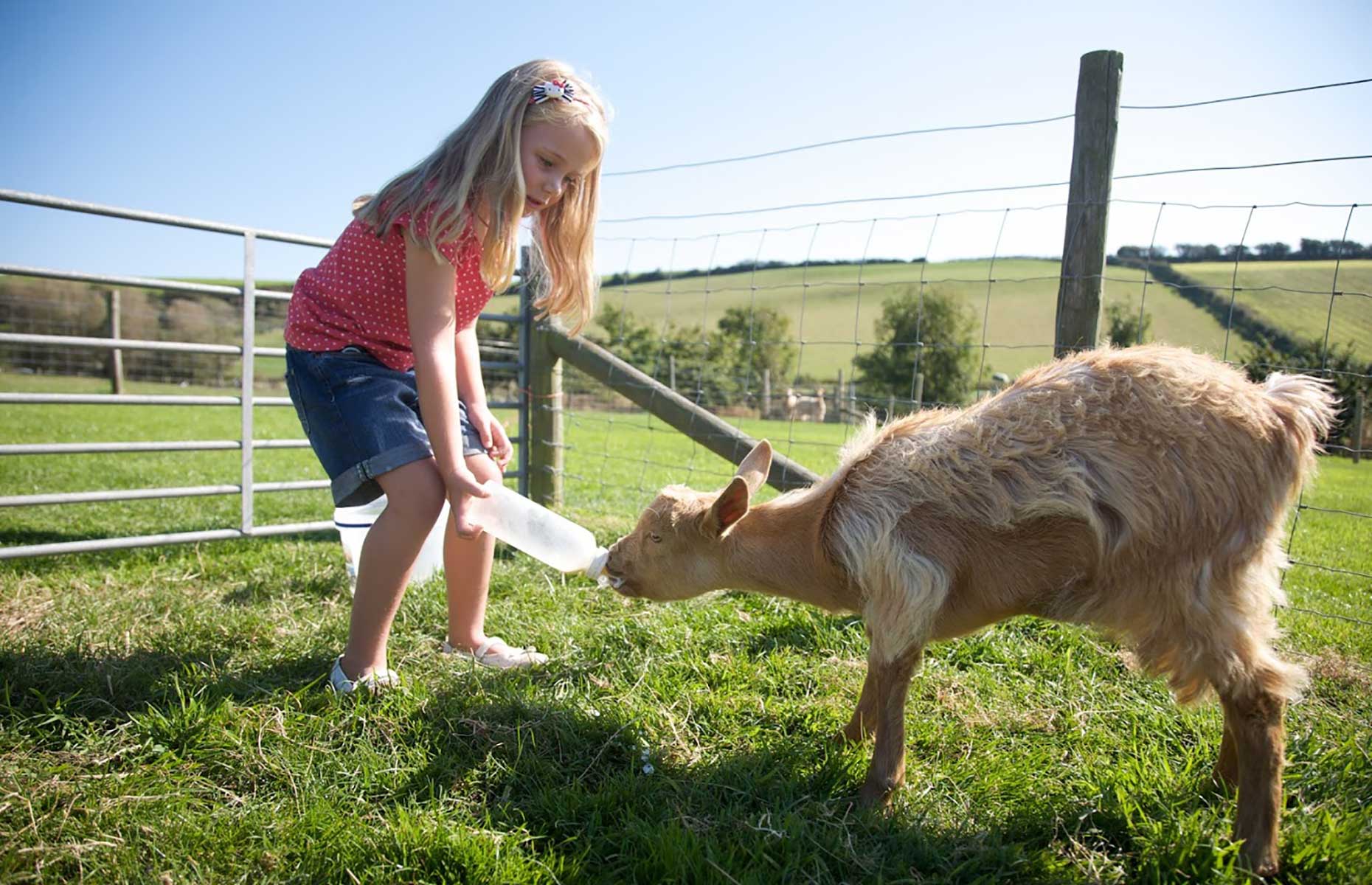 Feeding time at Nettlecombe Farm (Image: Courtesy of Nettlecombe Farm)