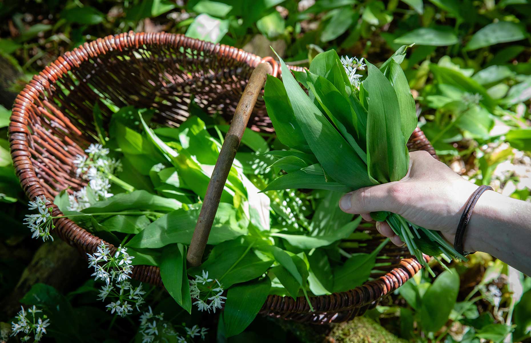 Foraging at Burleigh Court (Image: Burleigh Court Photography)