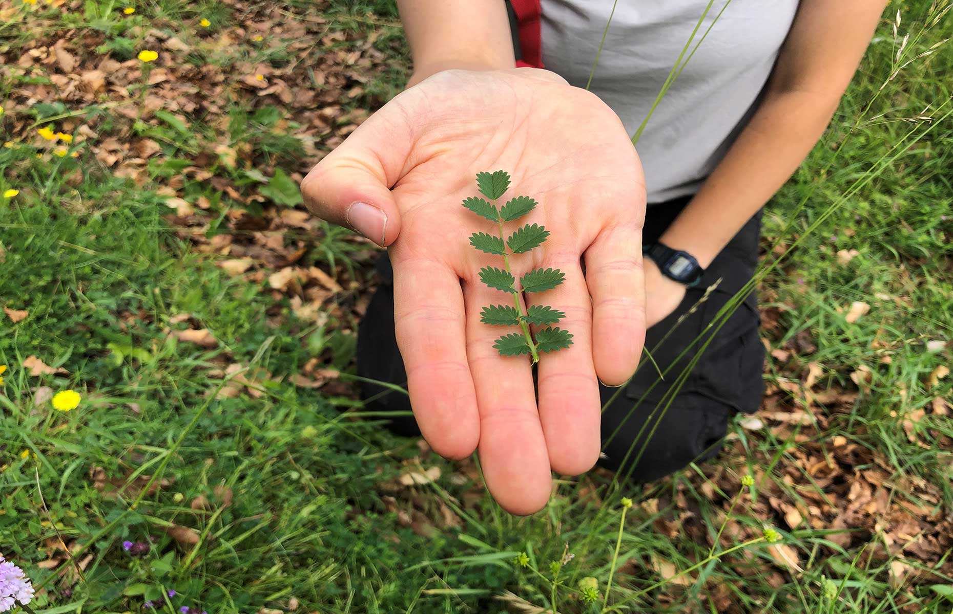 Salad burnet (Image: Daisy Meager)