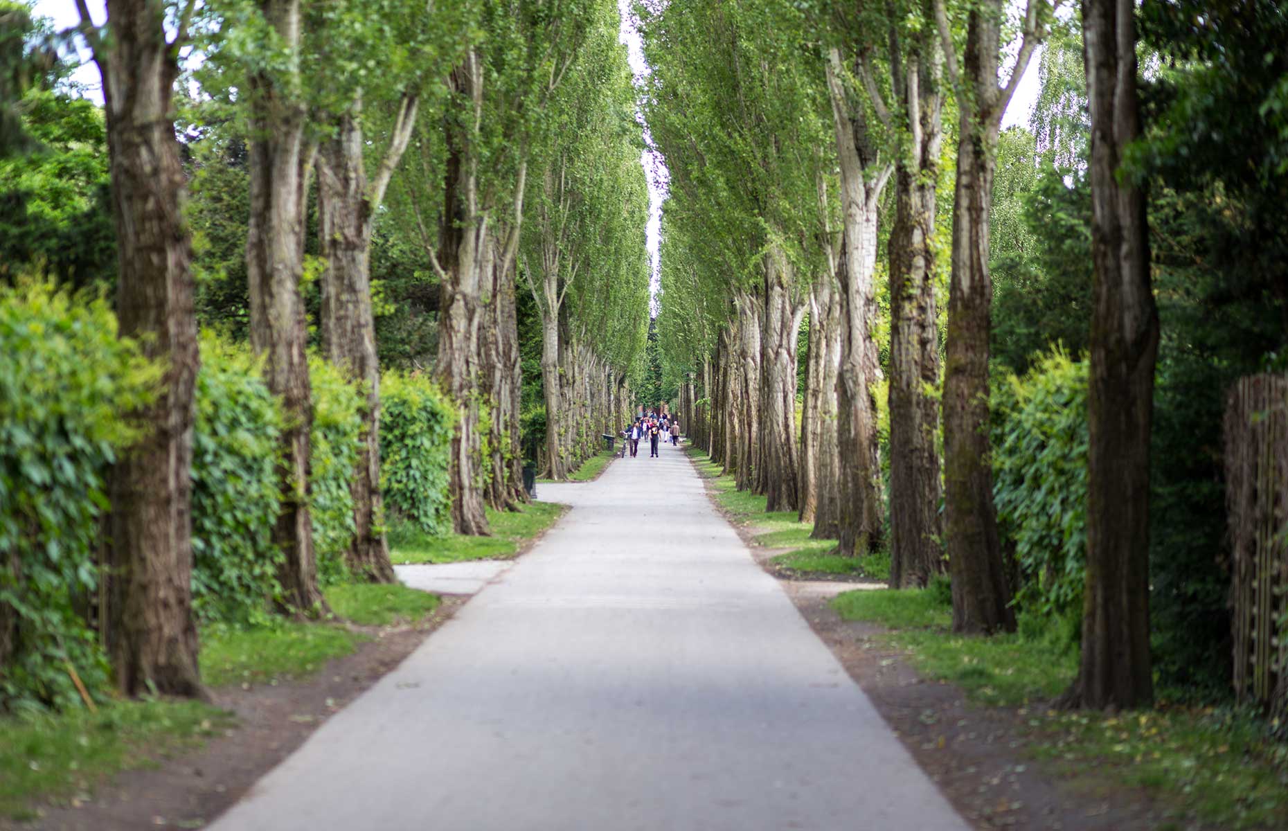 Assistens Cemetery (Image: Oliver Foerstner/Shutterstock)