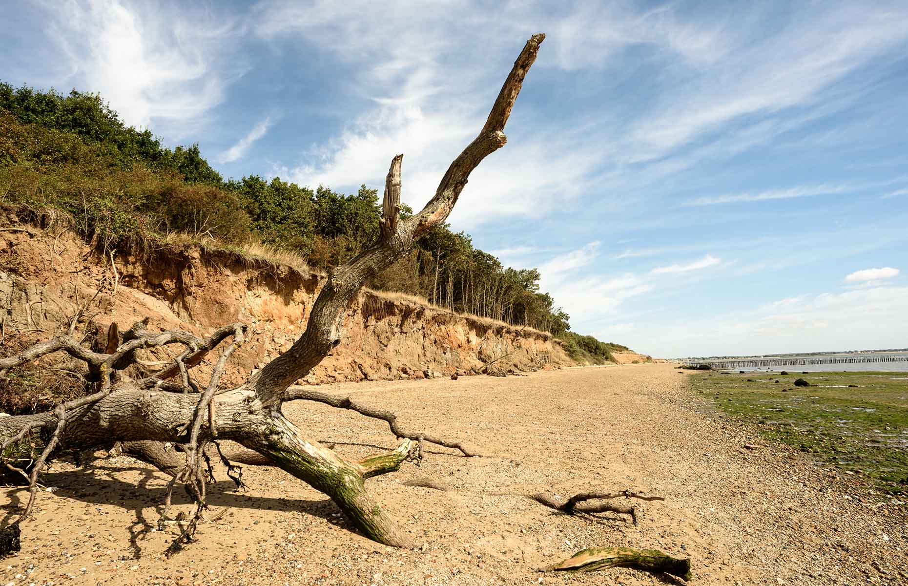 Cudmore Grove Country Park (Image: John Williams RUS/Shutterstock)