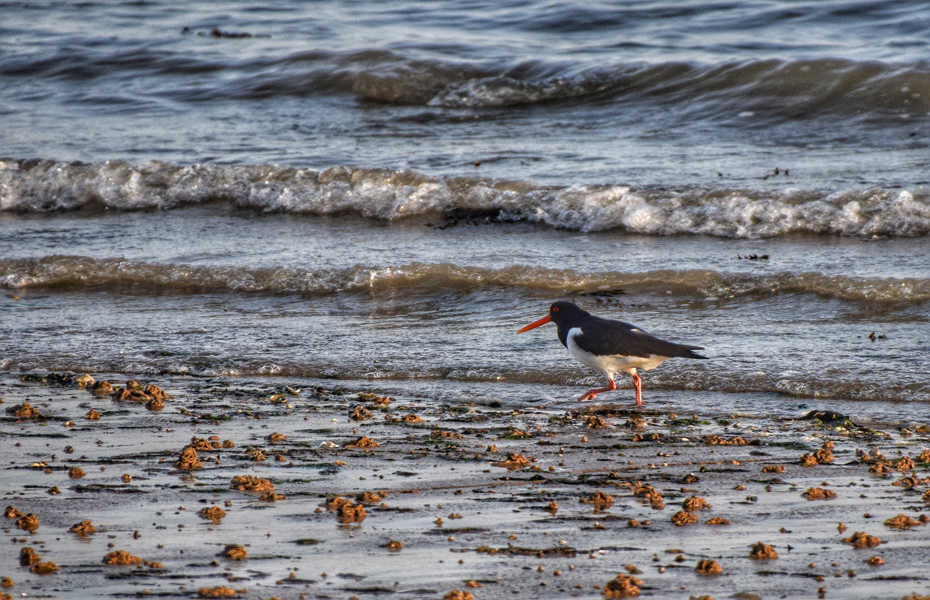 Oystercatcher (Image: Vaughan Knight/Shutterstock)