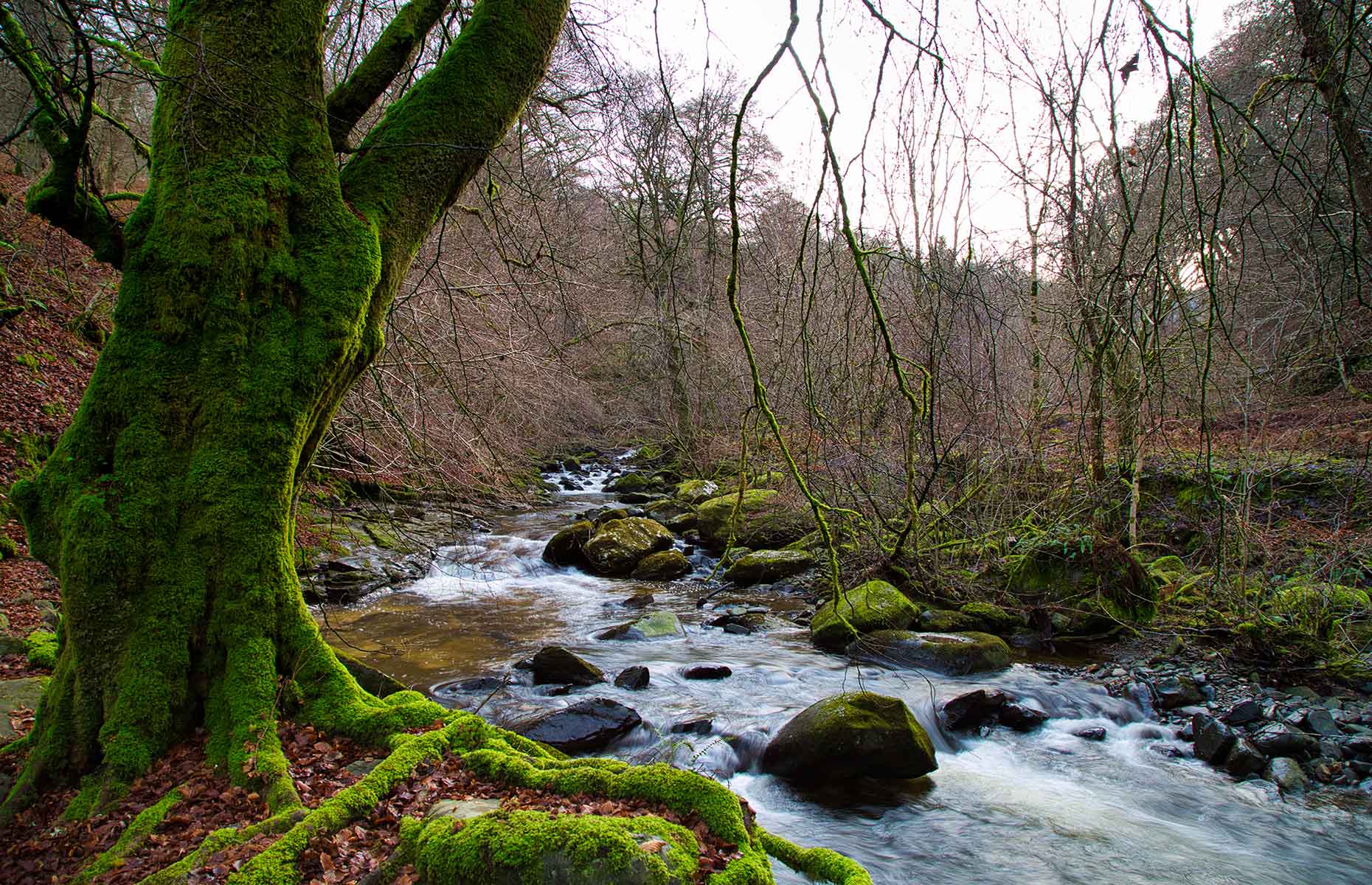 Birks of Aberfeldy (Image: Alex Nicol/Shutterstock)