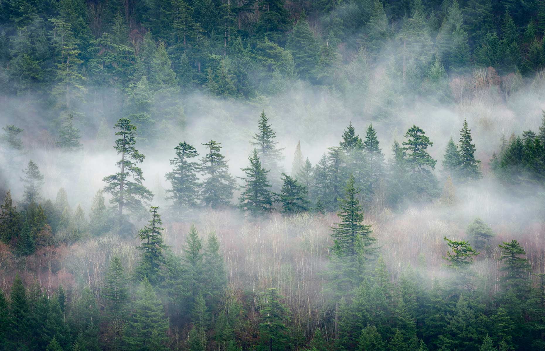 Misty forest in Harrison Hot Springs (Image: Edmund Lowe Photography/Shutterstock)