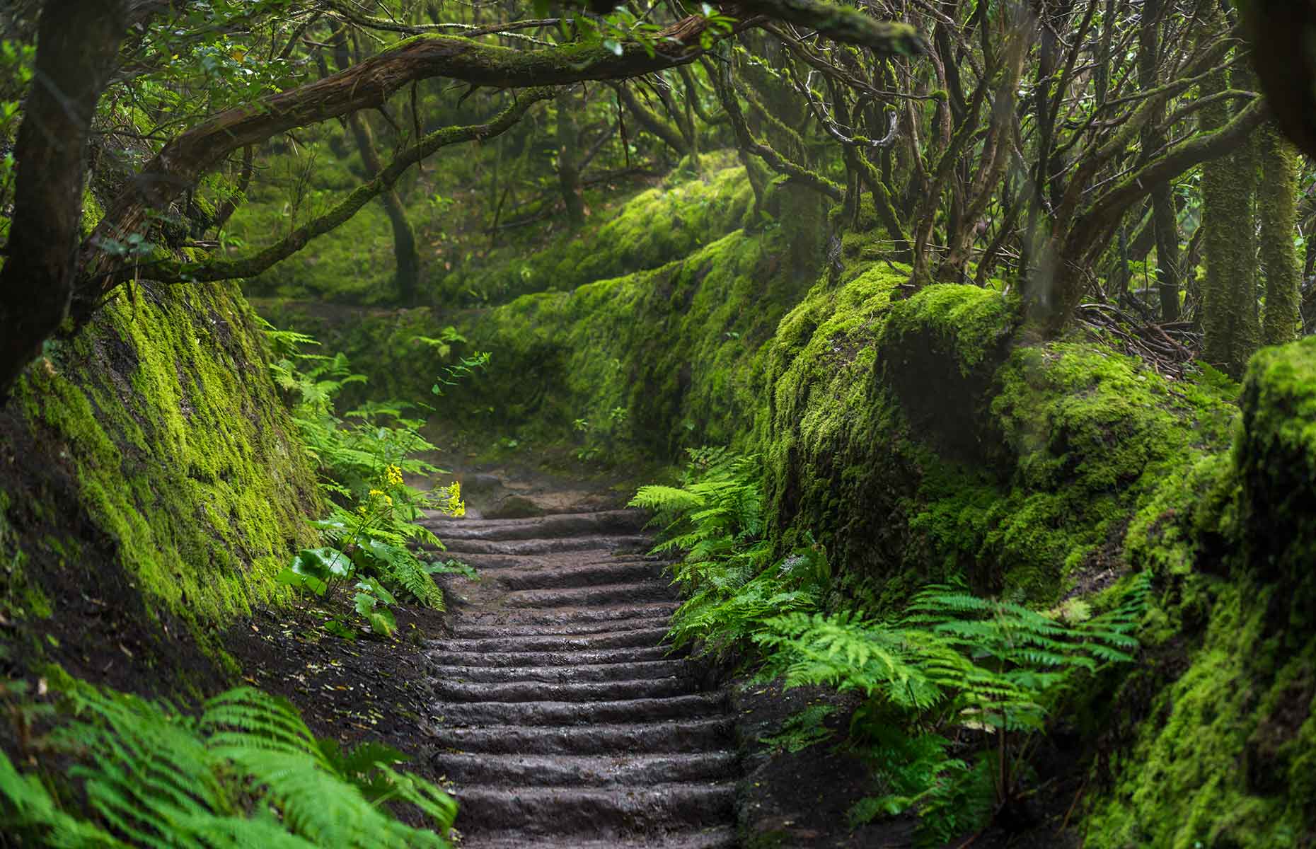 Anaga Rural Park (Image: Cegli/Shutterstock)