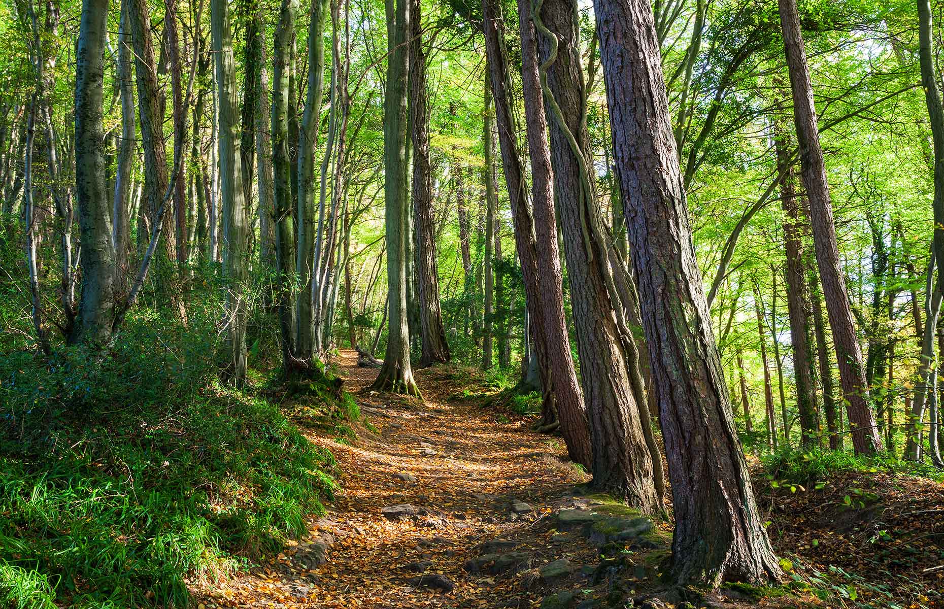 Wye Valley (Image: Billy Stock/Shutterstock)