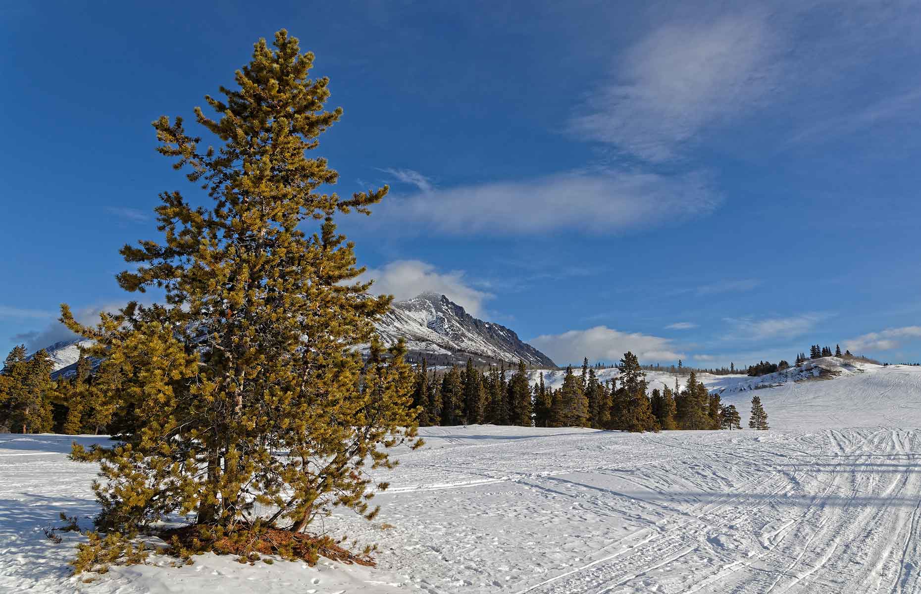 Carcross Dessert (Image: Pierre Jean Durieu/Shutterstock)