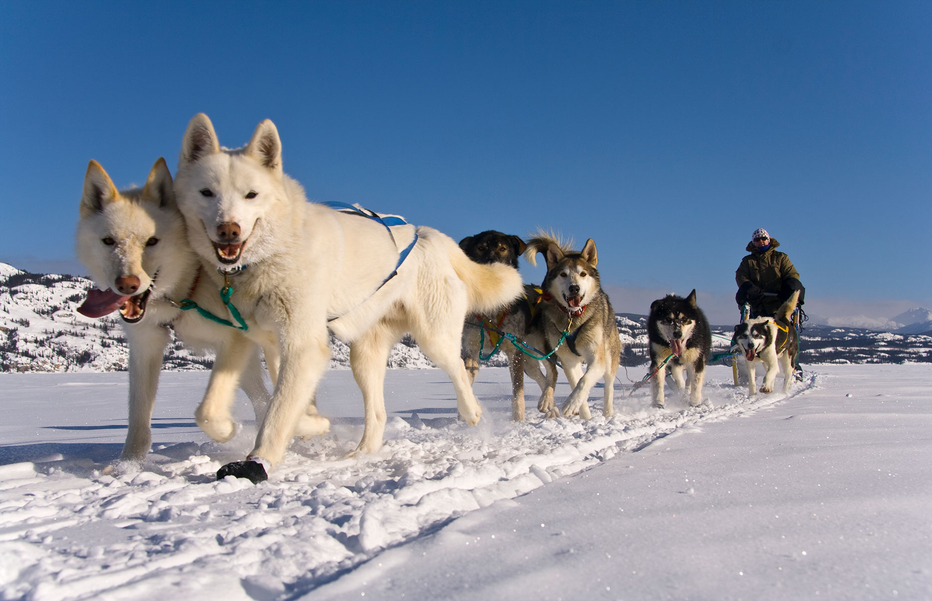 Dogsledding in Yukon, Canada (Image: Tourism Yukon/Stefan Wackerhagen)