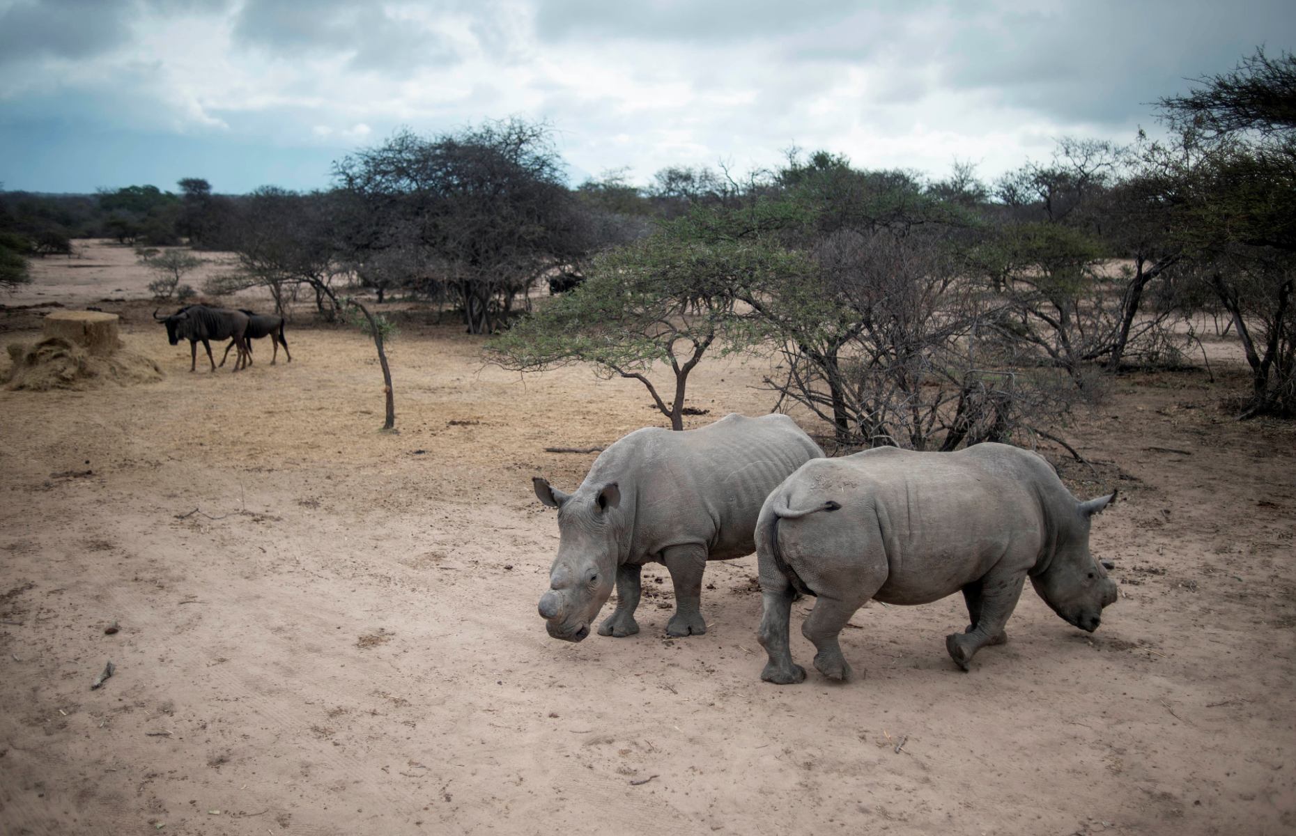 Image: MUJAHID SAFODIEN/AFP via Getty Images