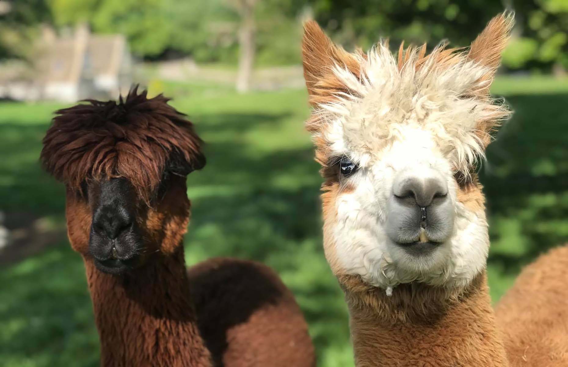 Alpacas at the Notgrove Estate (Image: Notgrove Holidays/Facebook)