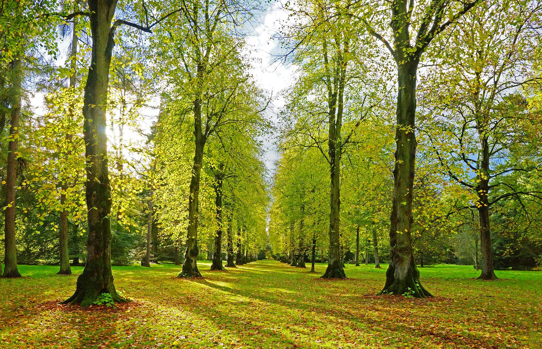 Westonbirt Arboretum