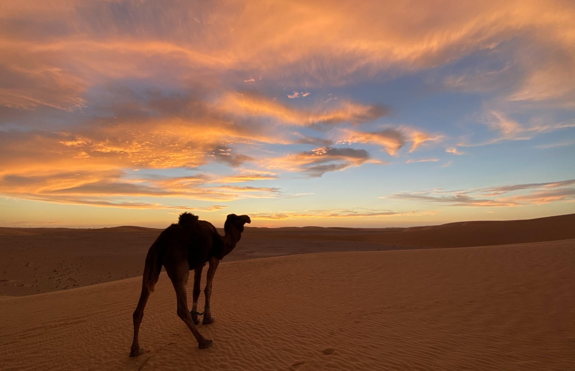 A camel walking through the desert (Image courtesy Alice Morrison)