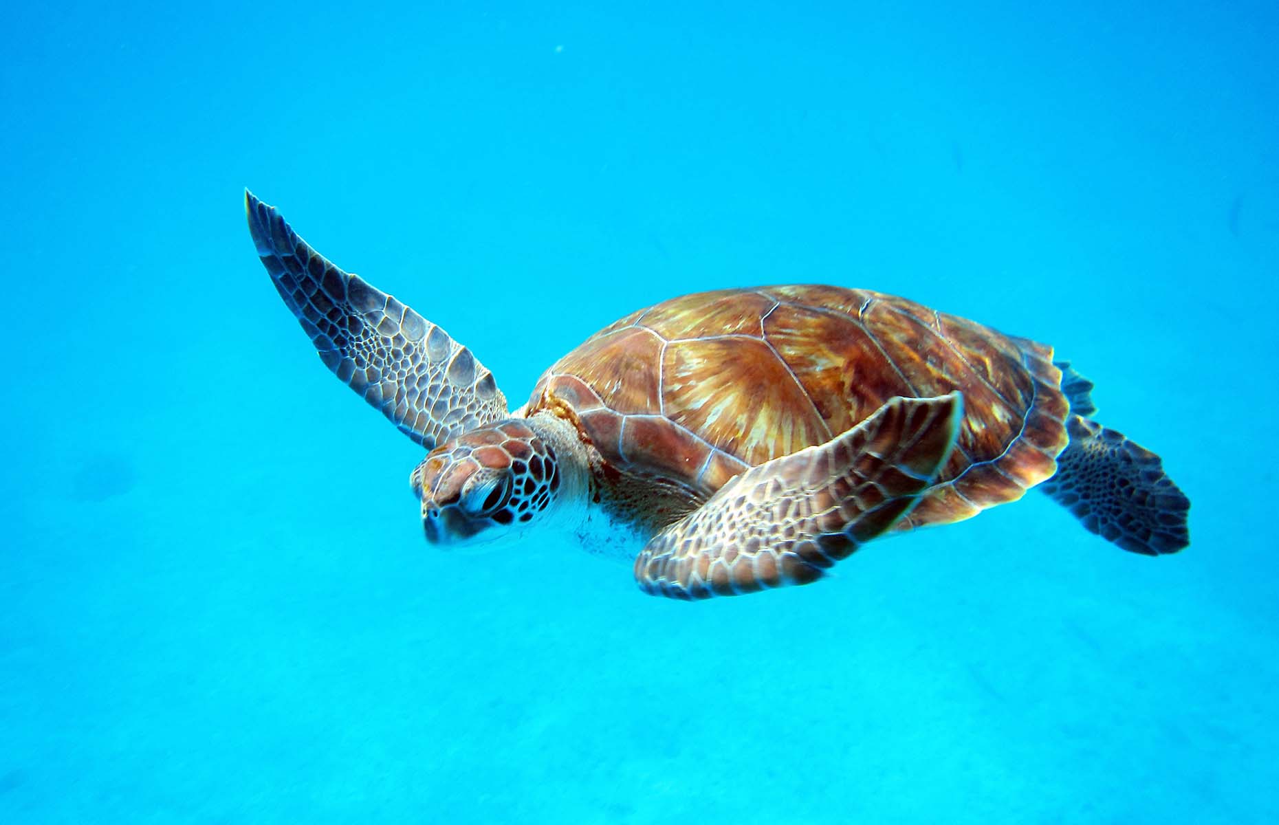Sea turtles in Barbados. (Image: Steven M Lang/Shutterstock)
