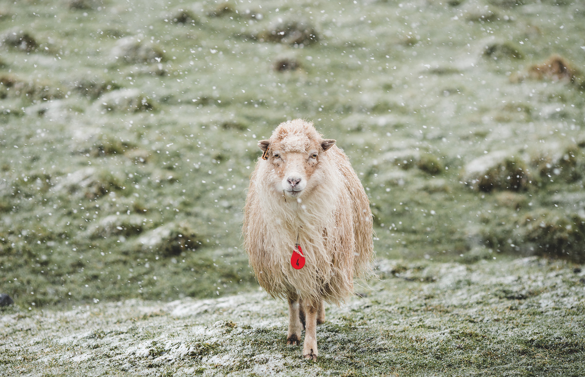 Sheep in the Faroe Islands. (Image: Benjamin Harman/Visit Faroe Islands)