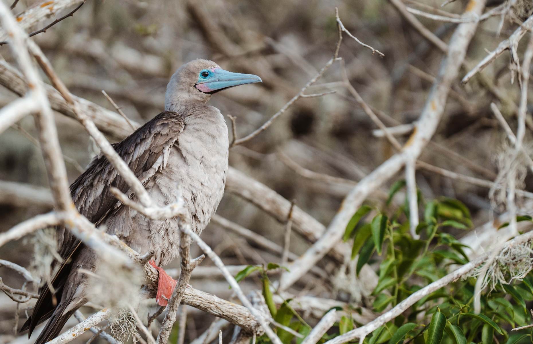 A red-footed booby spotted on Hurtigruten's Galapagos Islands expedition cruise