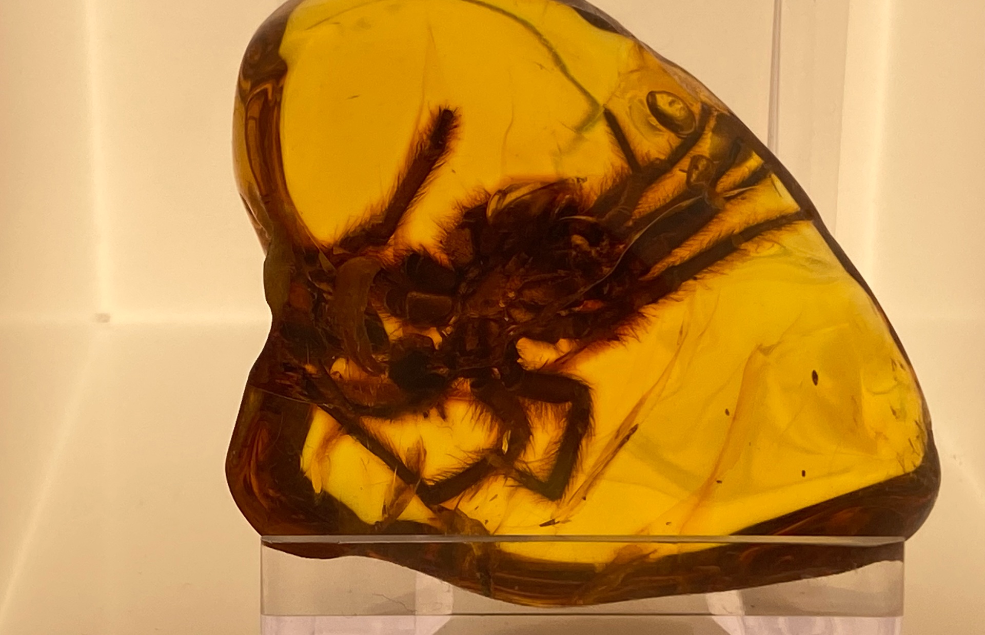 Bird-eating spider preserved in amber (Image: Tamara Hinson)