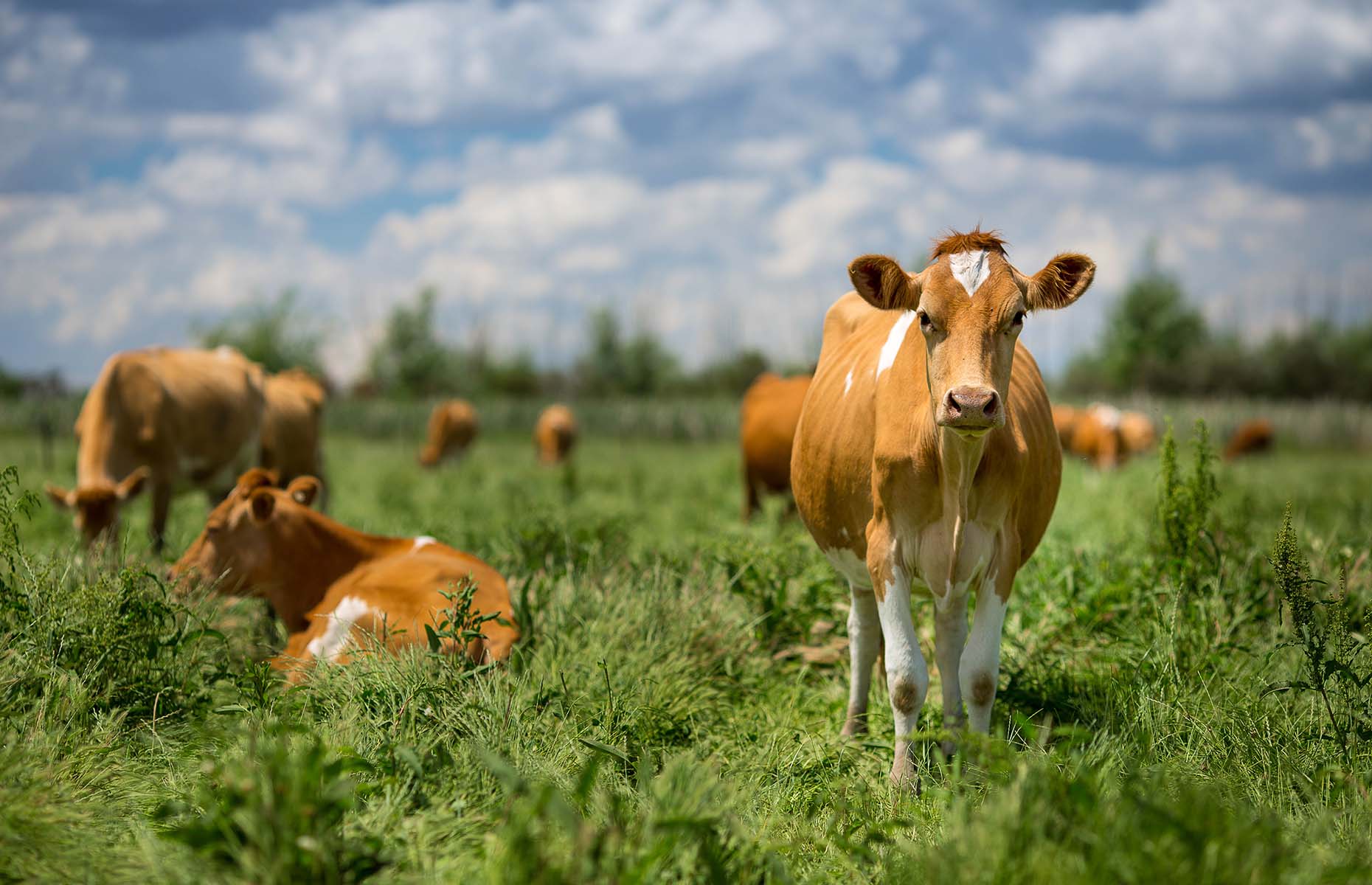 Guernsey dairy cow (Image: Vinai Suwanidcharoen/Shutterstock)