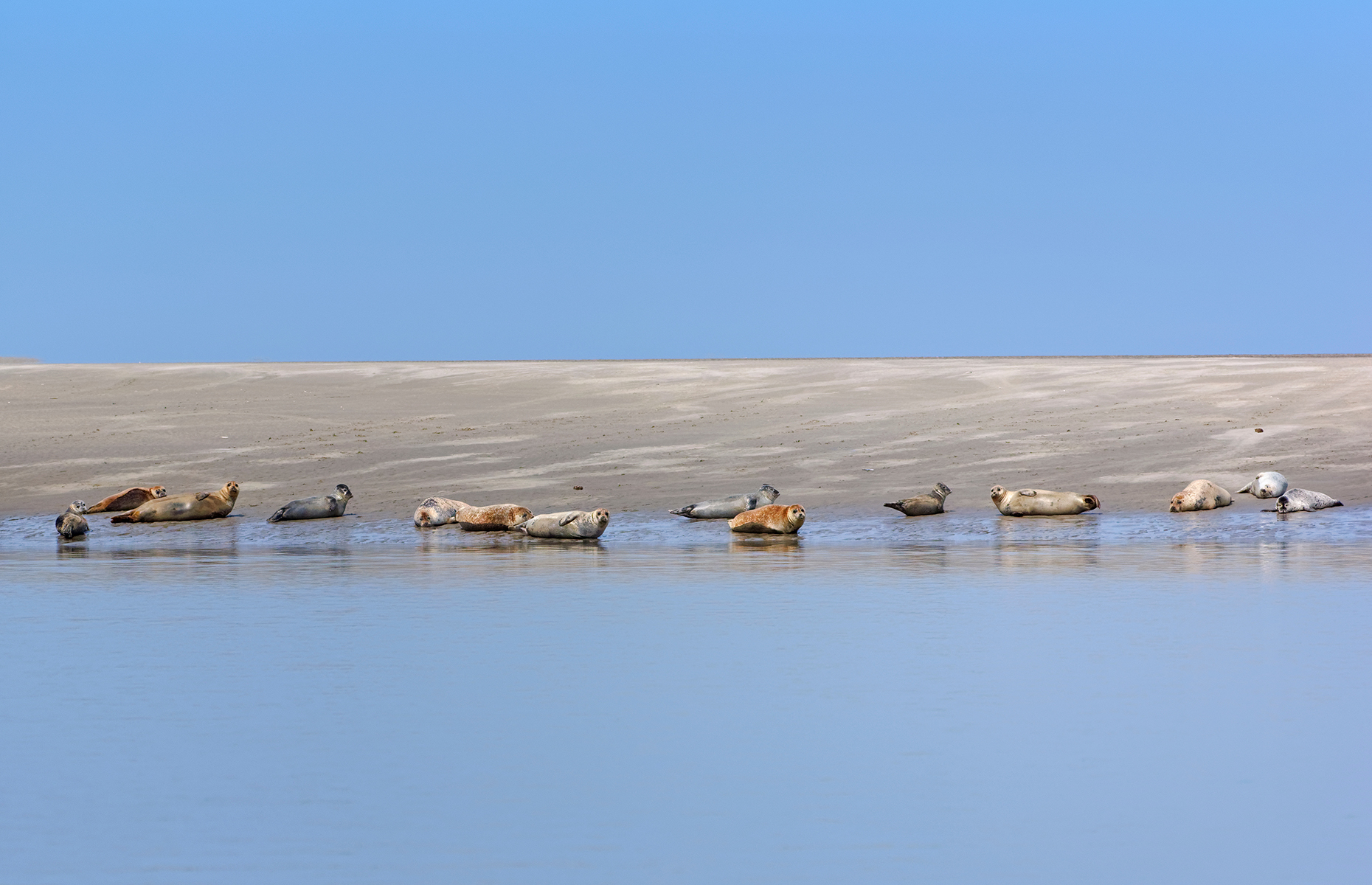 Baie du Somme, France. (Image: benslimman hassan/Shutterstock)