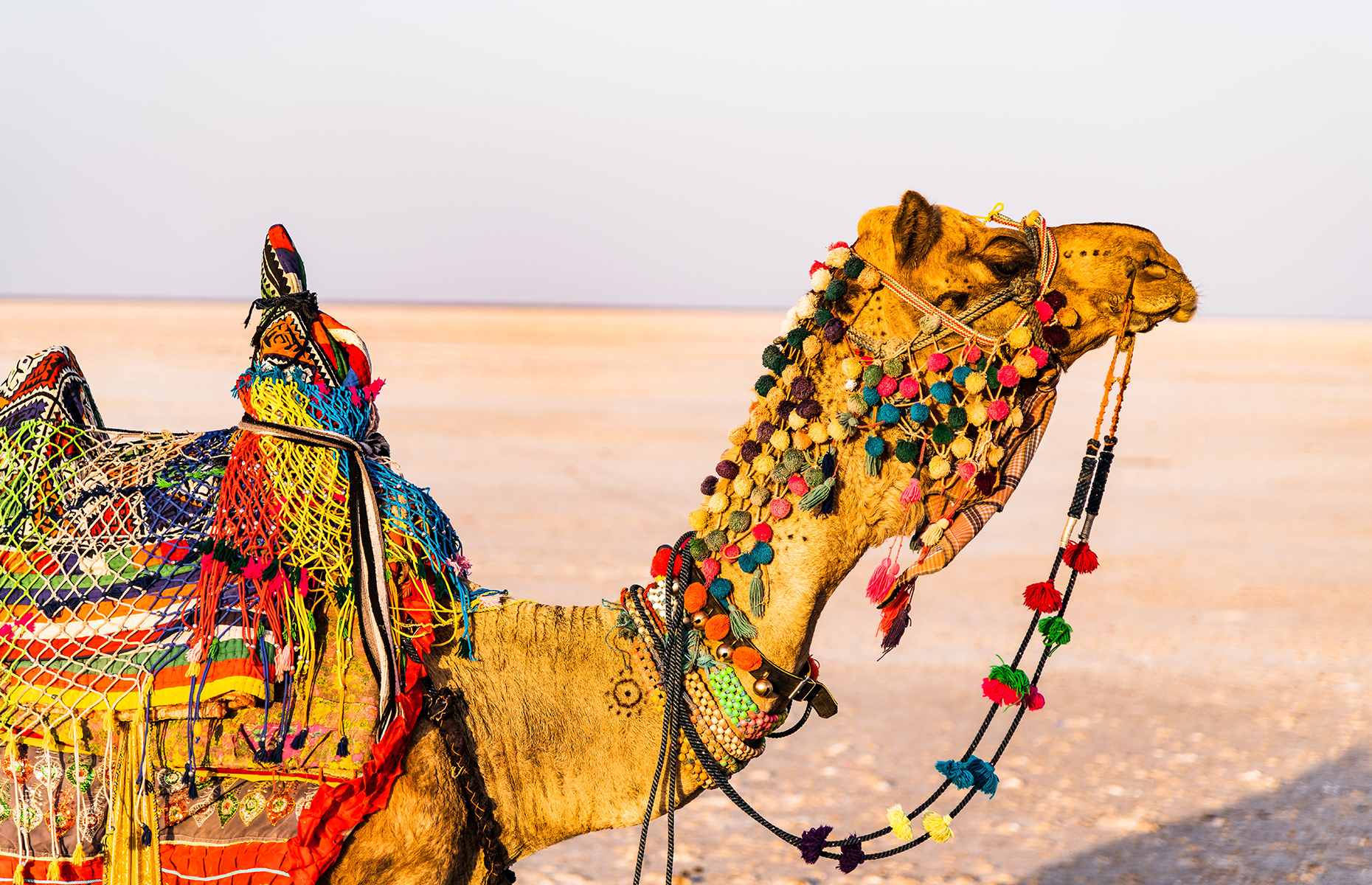 Camel at the Rann Utsav festival, India. (Image: Hair Nandakumar/Unsplash)
