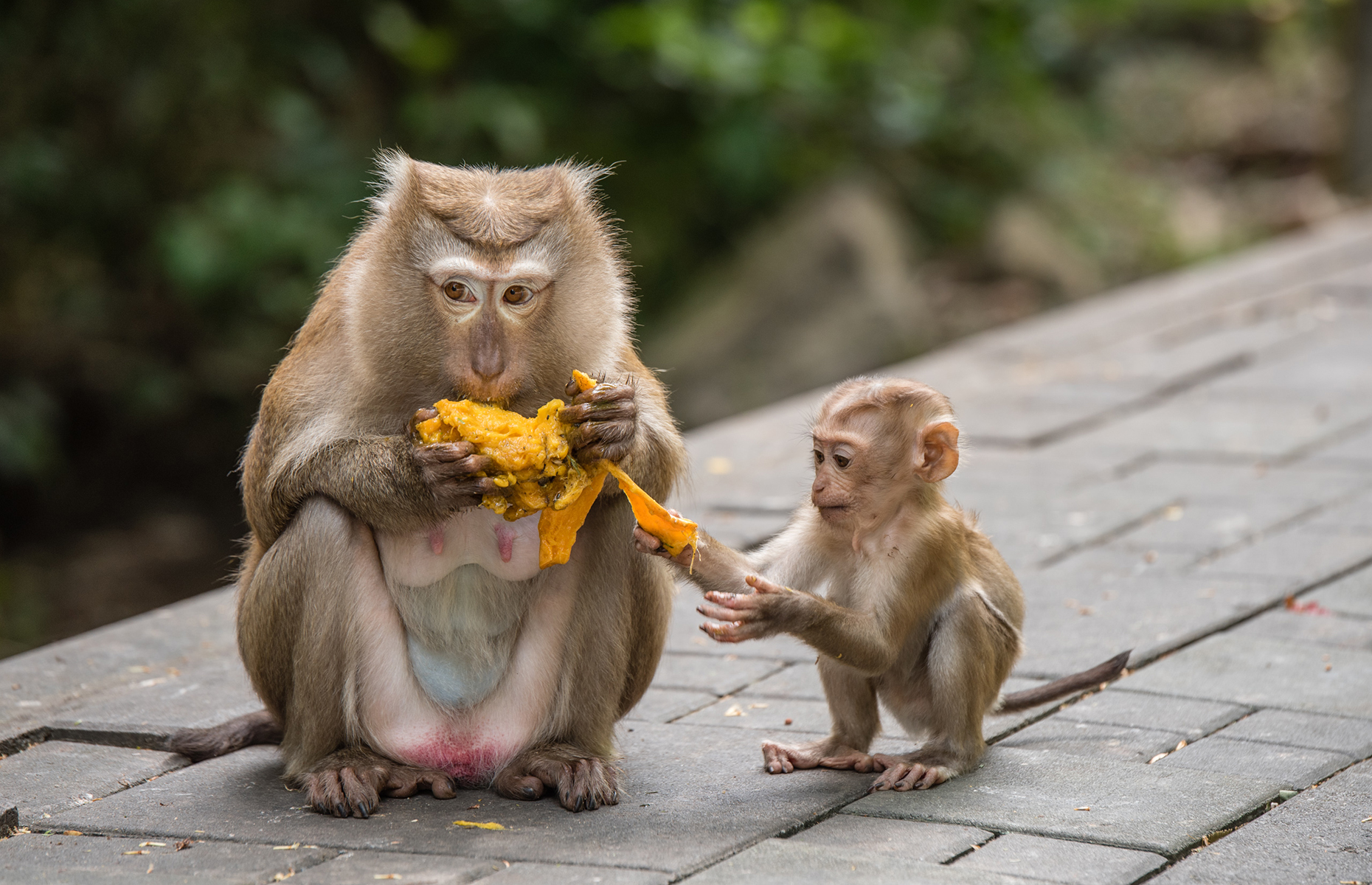 Monkey Hill, Phuket, Thailand. (Image: Marco Toni/Shutterstock)