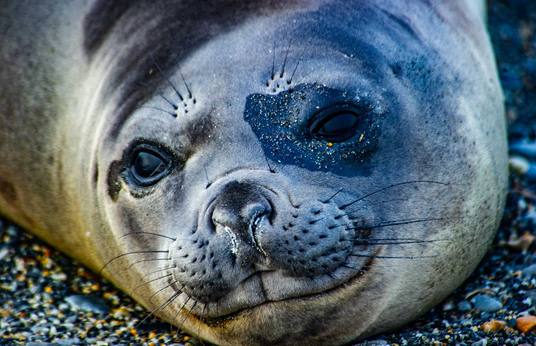 Elephant seal, South Georgia (Image: Mark Stratton) 