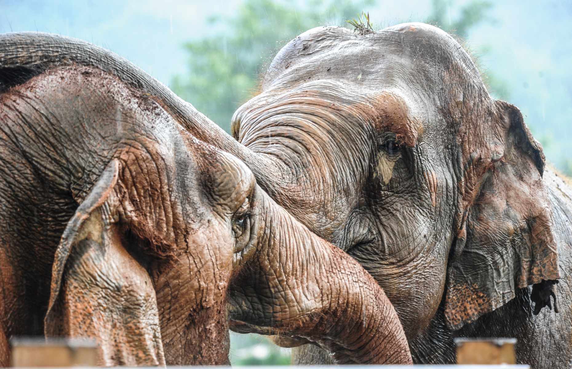 Elephant love at Elephant Nature Park (Image: Mark Stratton)