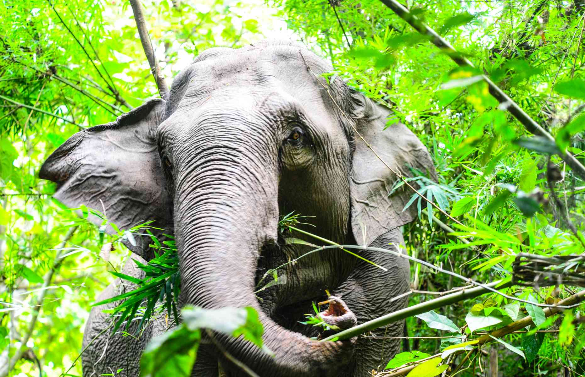 Om Koi elephant in the jungle, Thailand (Image: Mark Stratton)