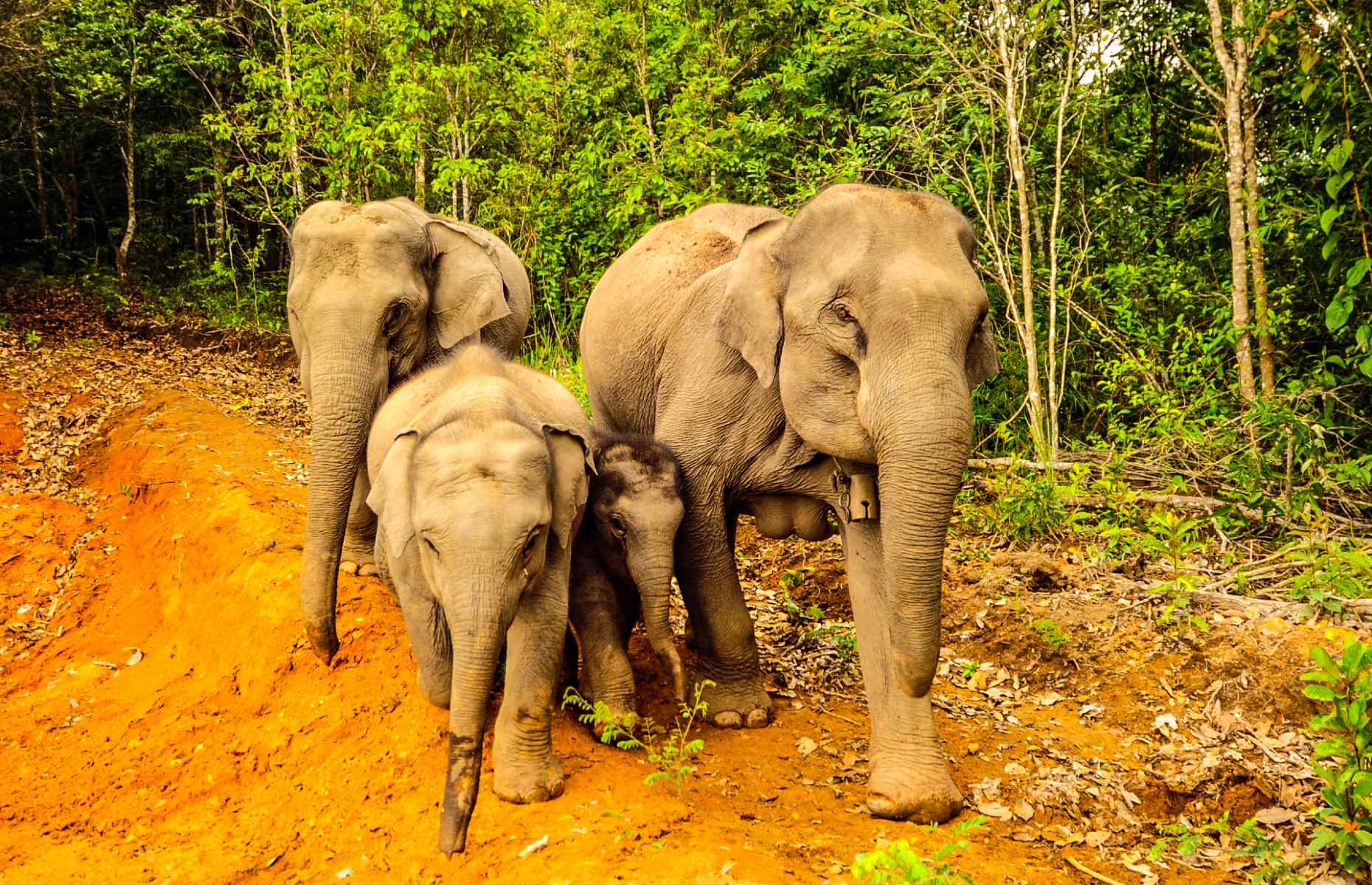 Two elephant families at Om Koi. (Image: Mark Stratton)