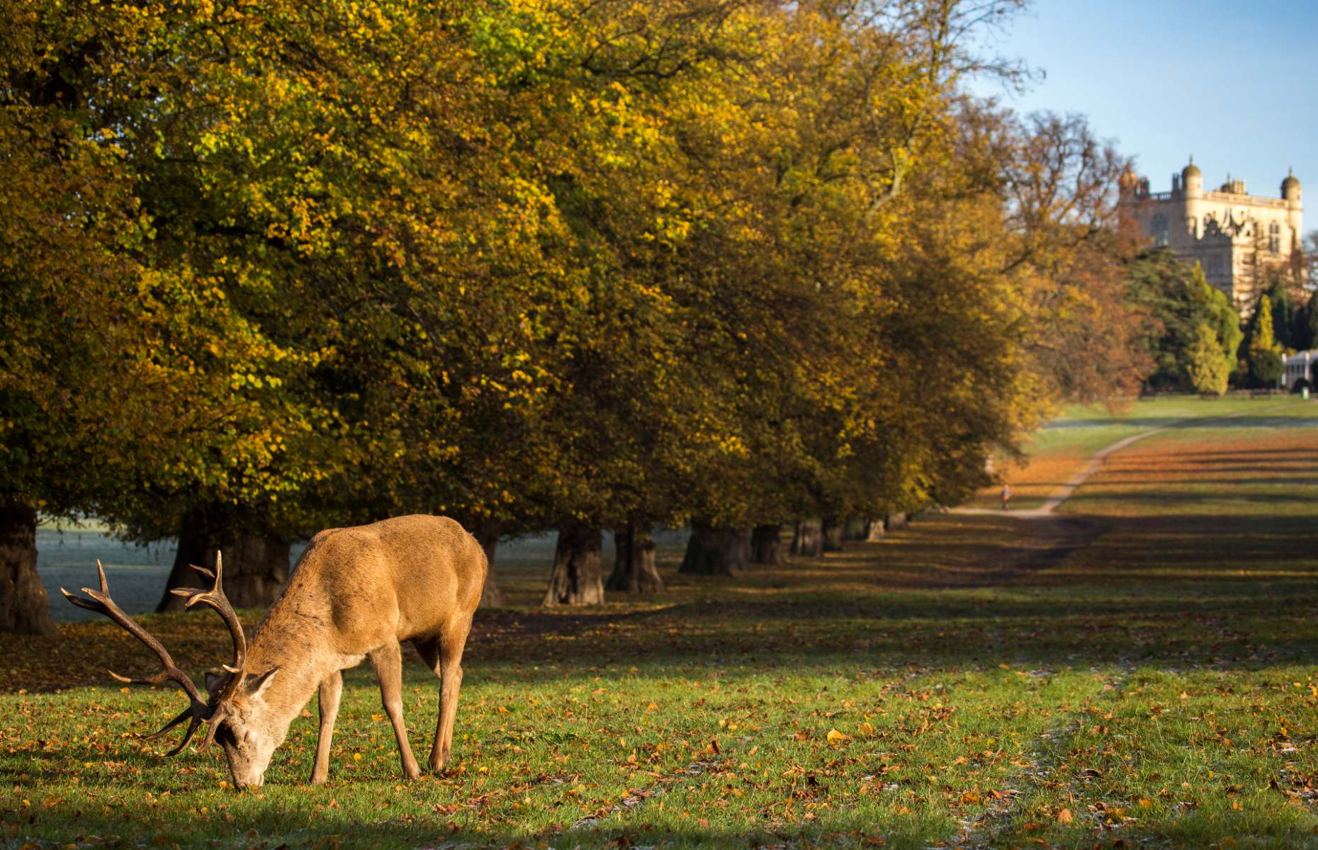 Deer in Nottingham's Wollaton Park (Diana Parkhouse/Shutterstock)