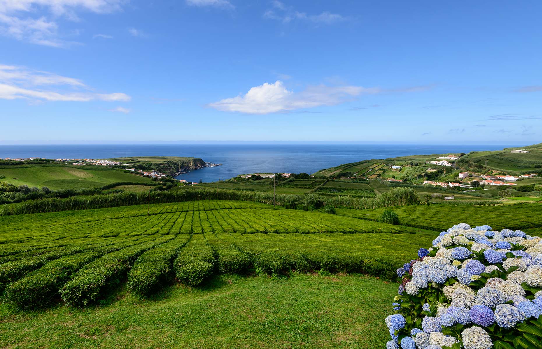 Azores tea plantation (Image: ARoxoPT/Shutterstock)
