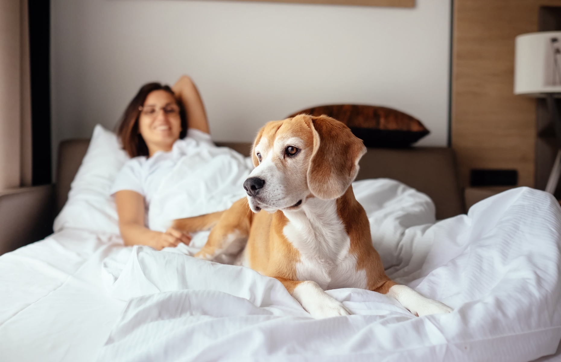 Pets in hotels (Image: Soloviova Liudmyla/Shutterstock)