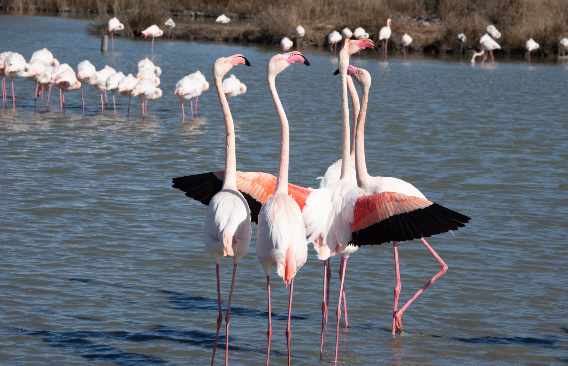 FlamingosParcOrnithologiqueduPontdeGau