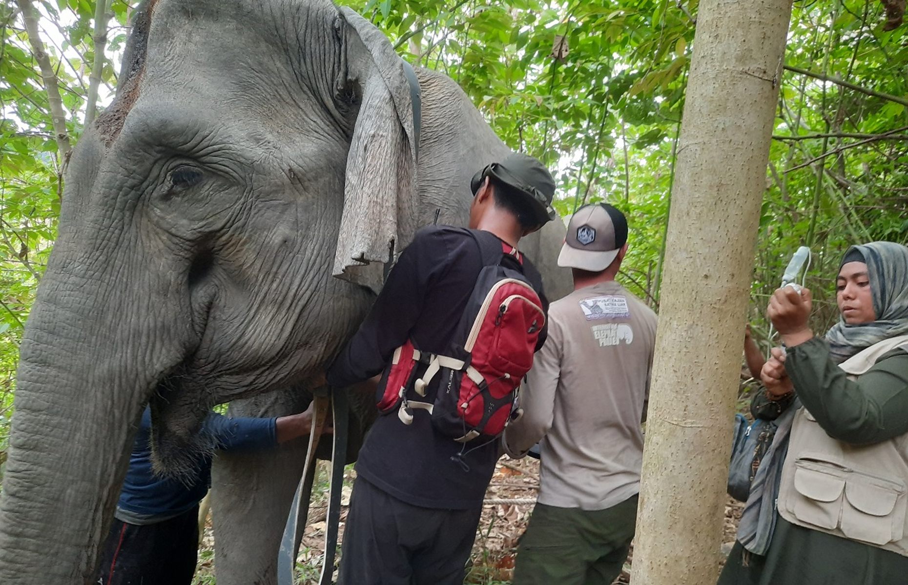 Sumatran elephant getting GPS fitted (Image: Courtesy of International Elephant Project)