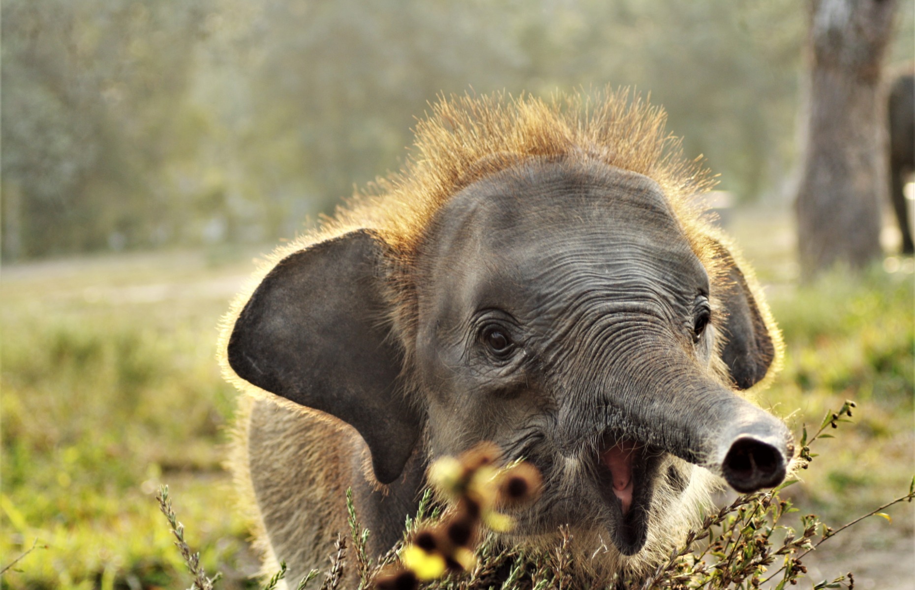 Sumatran elephant baby (Image credit: 3owaldi/Shutterstock)