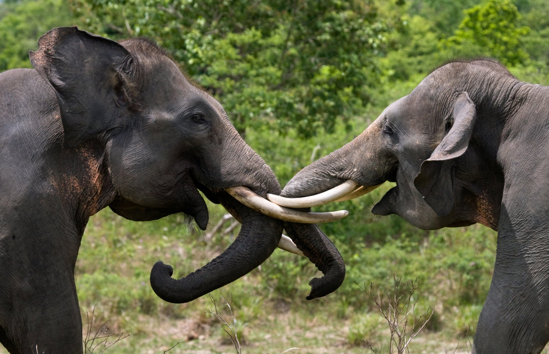 Sumatran elephant (Image: GUDKOV ANDREY/Shutterstock)