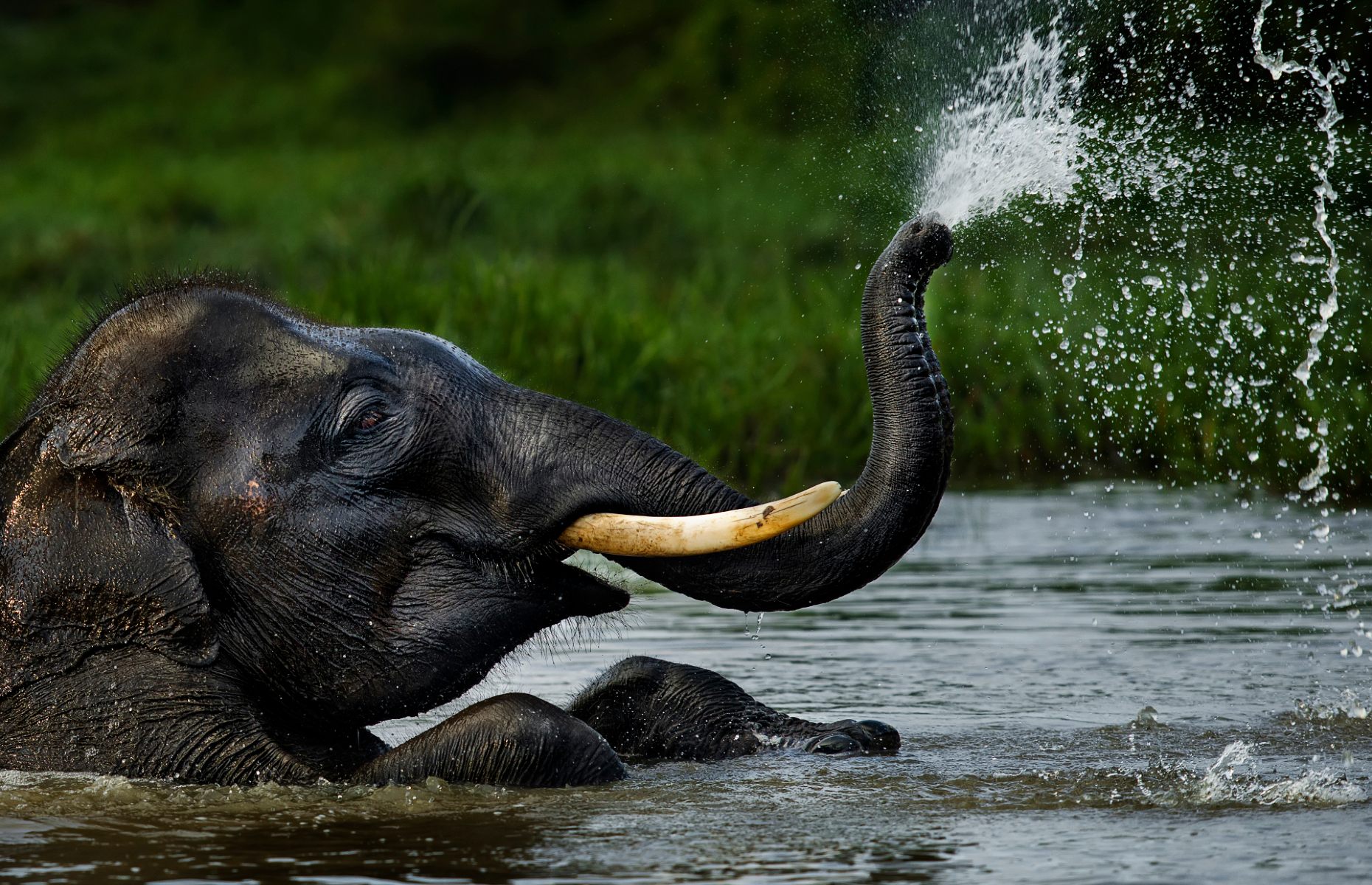 Sumatran elephant (Image: Sofyan efendi/Shutterstock)
