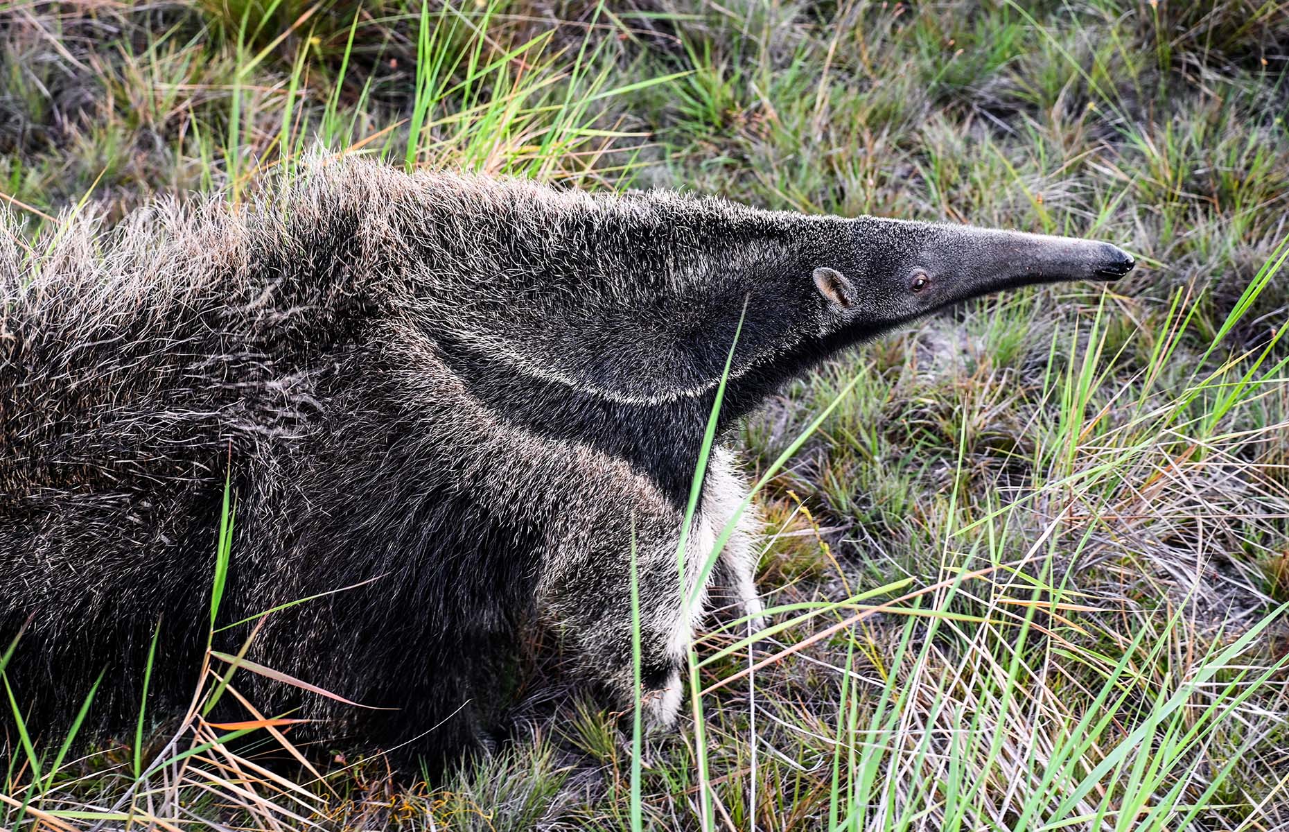 Giant anteater in Guyana (Image: Courtesy of Alex Outhwaite)