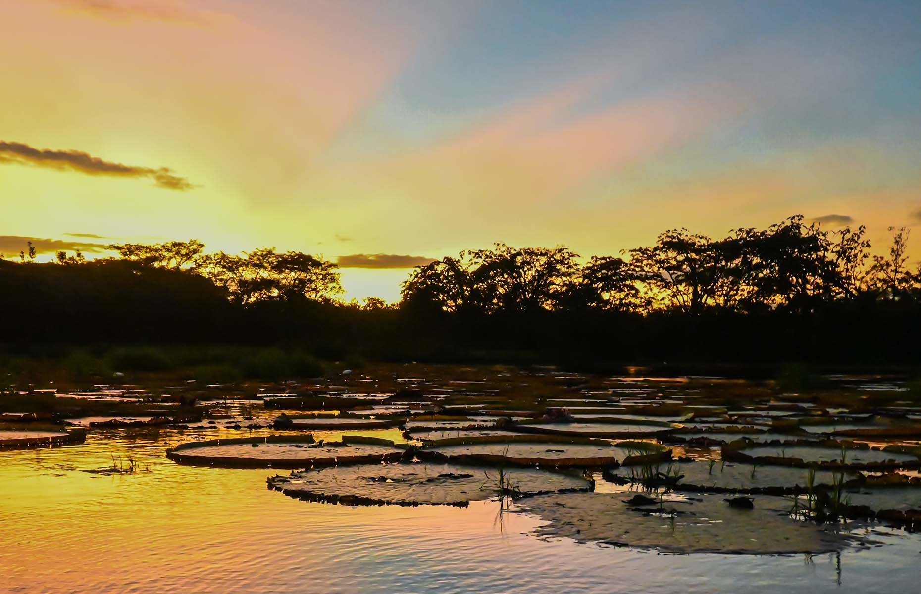 Victoria amazonica lily pond in Guyana (Image: Courtesy of Alex Outhwaite)