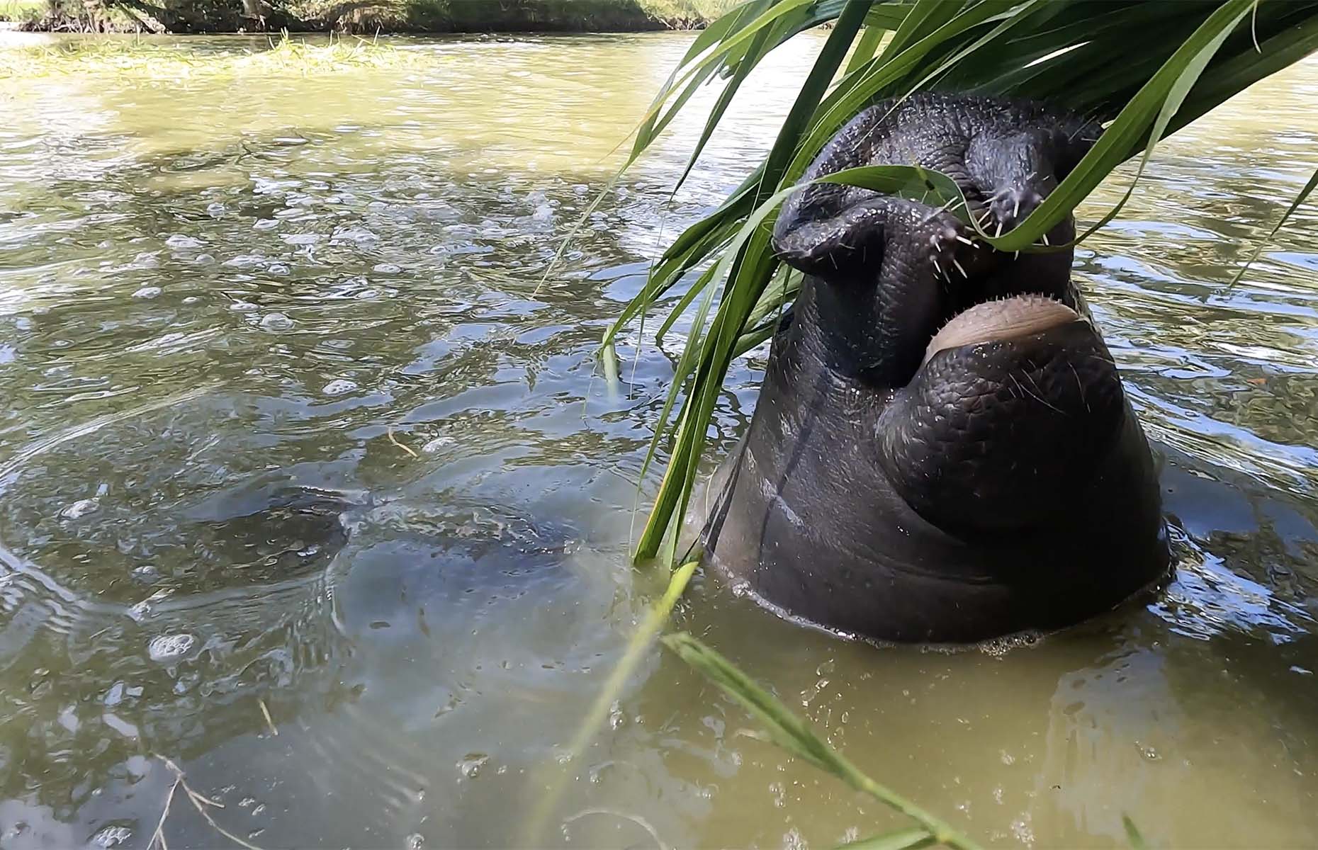 Manatee in Georgetown, Guyana (Image: Courtesy of Alex Outhwaite)