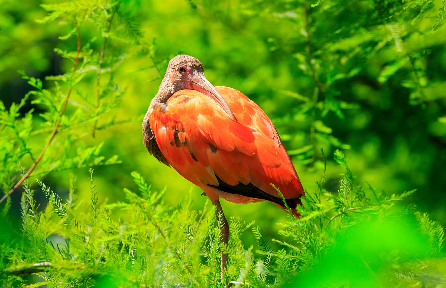 Scarlet ibis in Guyana (Image: Sander Meertins/Alamy Stock Photo)
