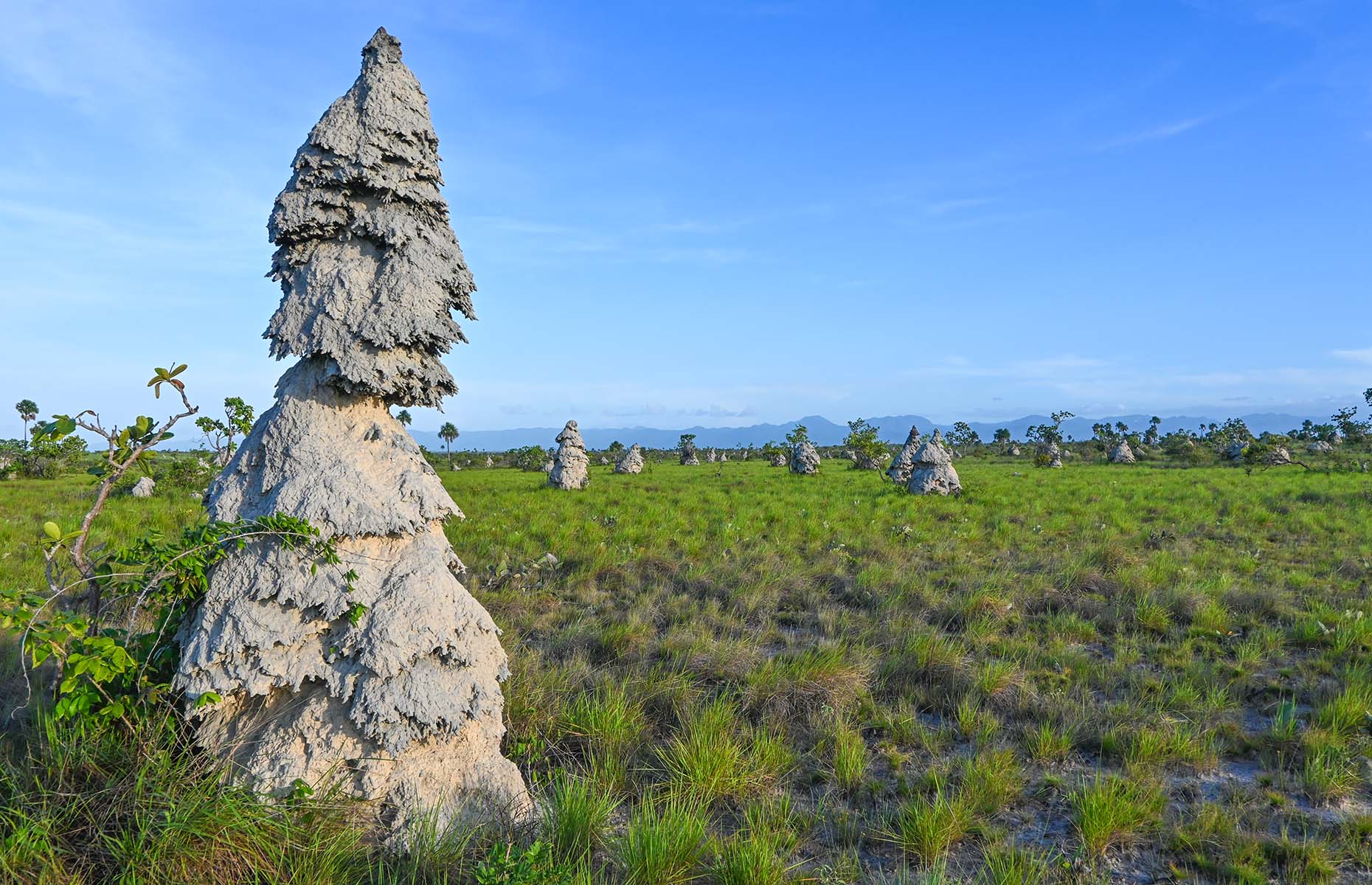 Termite mounds in Termite City, Guyana (Image: Courtesy of Alex Outhwaite)