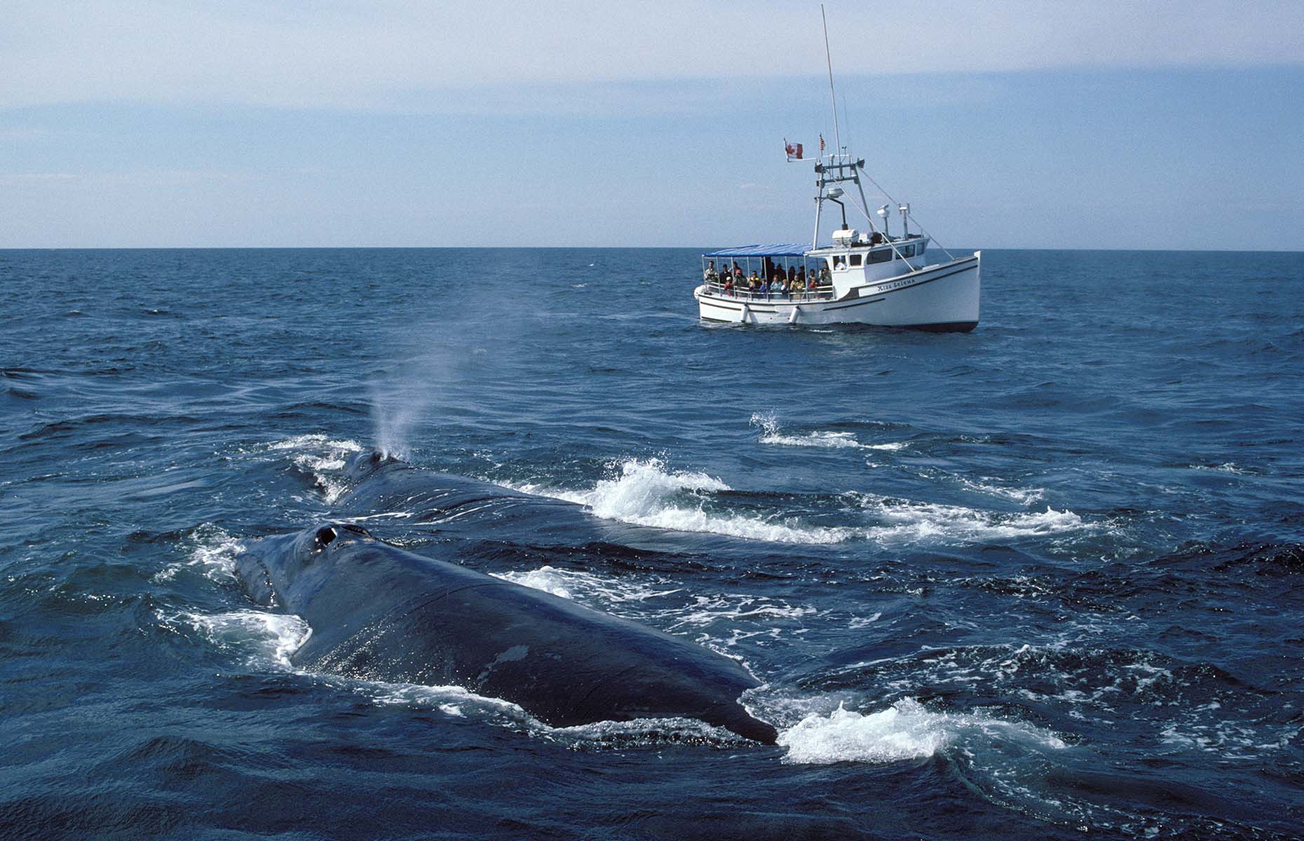 Whale watching in New Brunswick (Image: Francois Gohier/VWPics/Alamy Stock Photo)