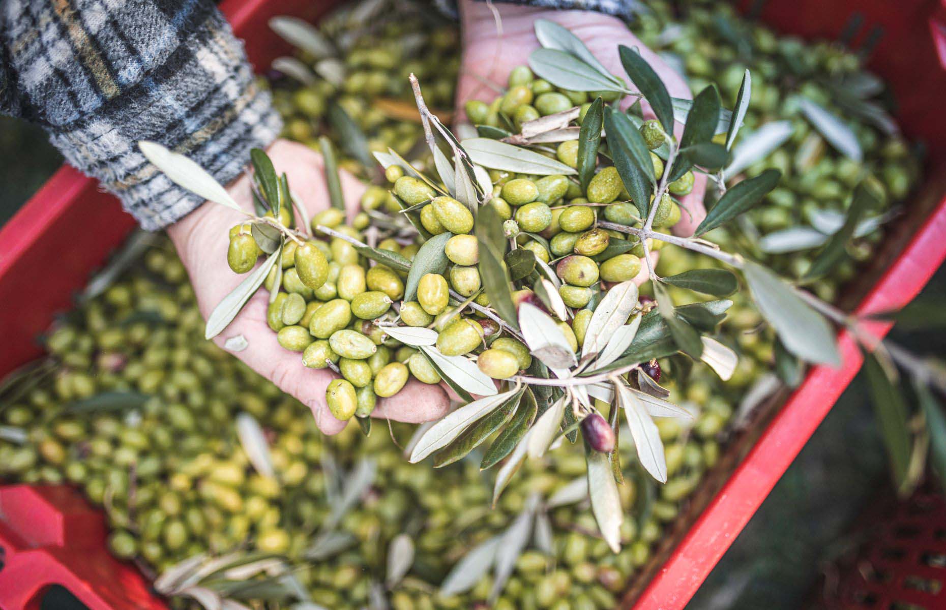 Olives from Trentino (Image: Photo Archive Garda Dolomiti SpA)