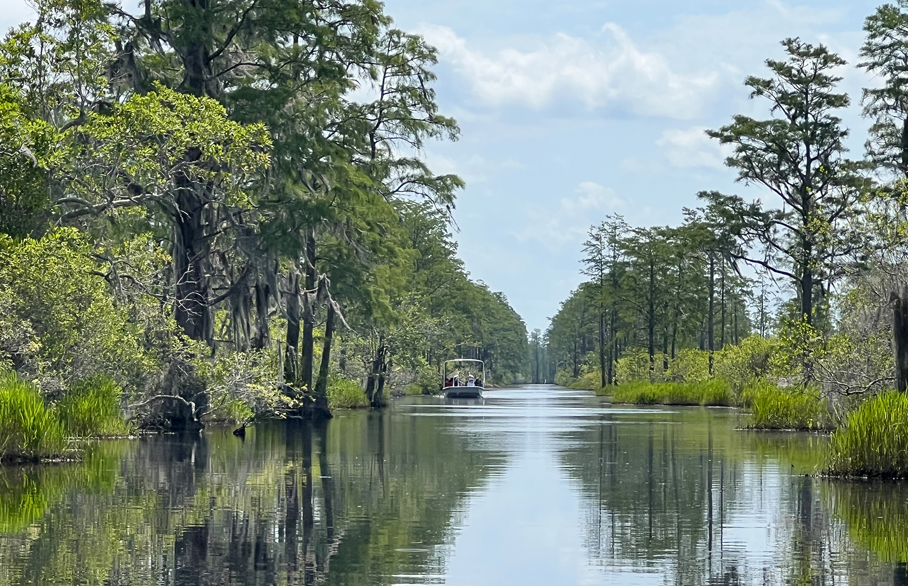Okefenokee Swamp tour, Florida/Georgia. (Image: Lauren Jarvis)
