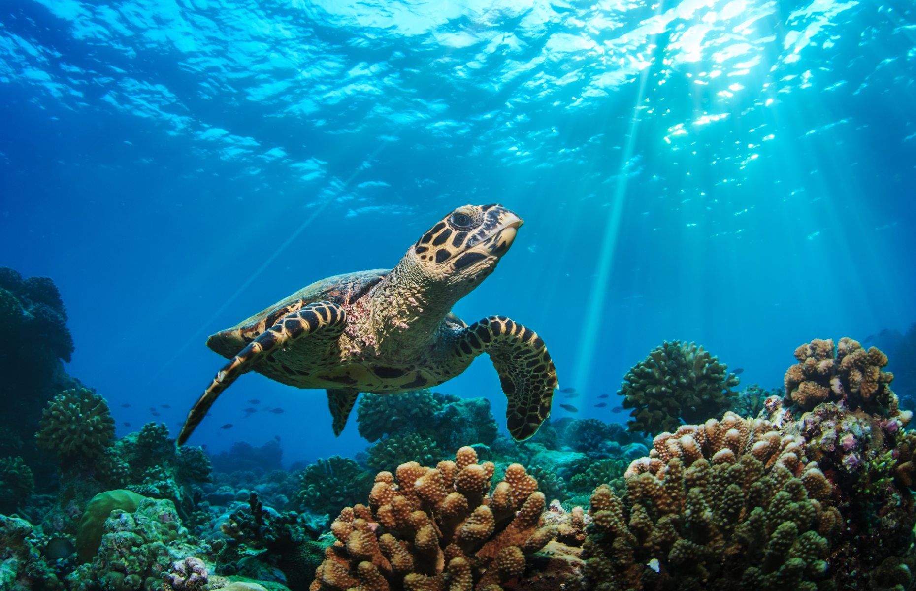 The Maldives' coral reefs [Image: Willyam Bradberry/Shutterstock]
